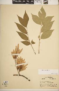 Fraxinus smallii image