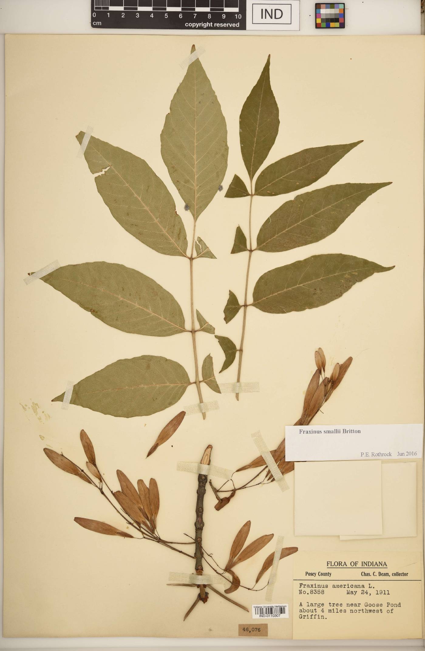 Fraxinus smallii image