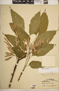 Fraxinus smallii image