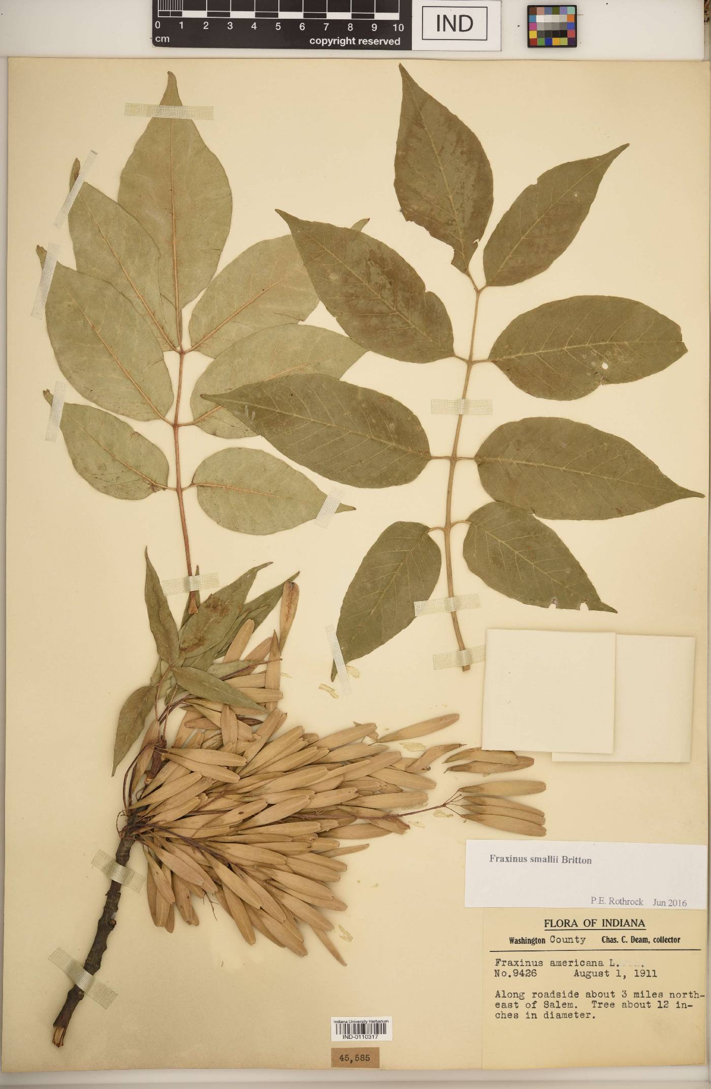 Fraxinus smallii image