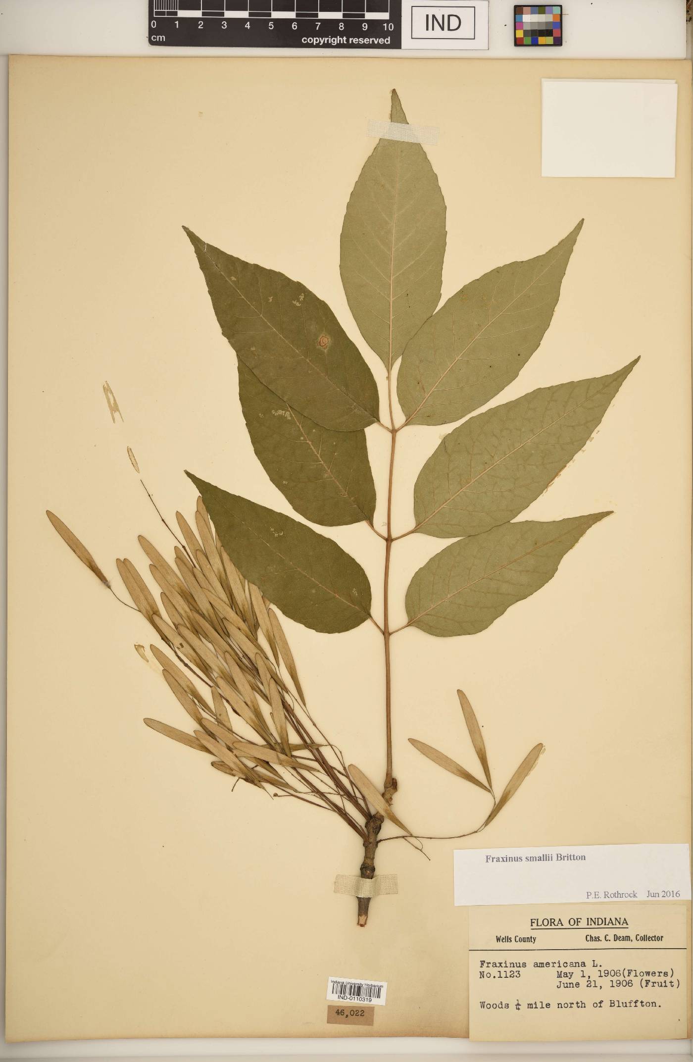 Fraxinus smallii image
