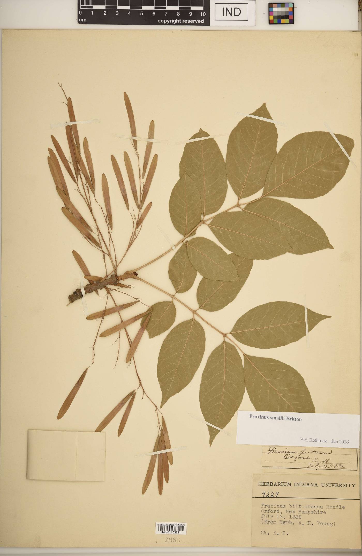 Fraxinus smallii image