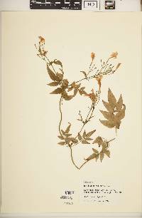 Jasminum polyanthum image
