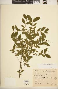 Ligustrum vulgare image