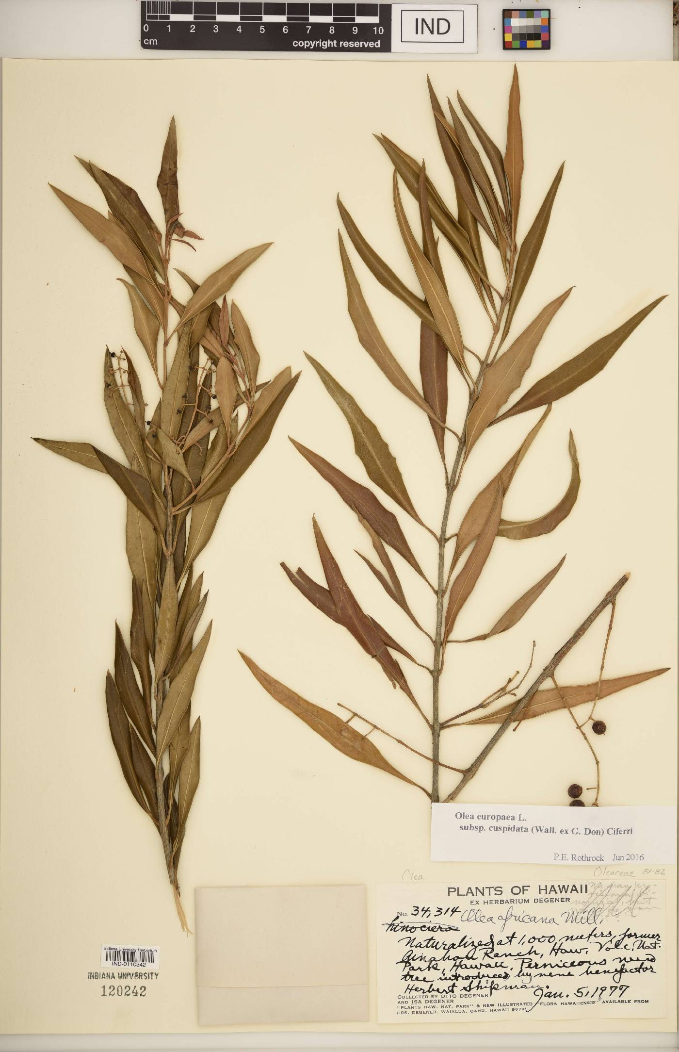 Olea europaea subsp. cuspidata image