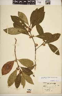 Osmanthus americanus image