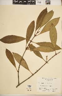 Osmanthus americanus image