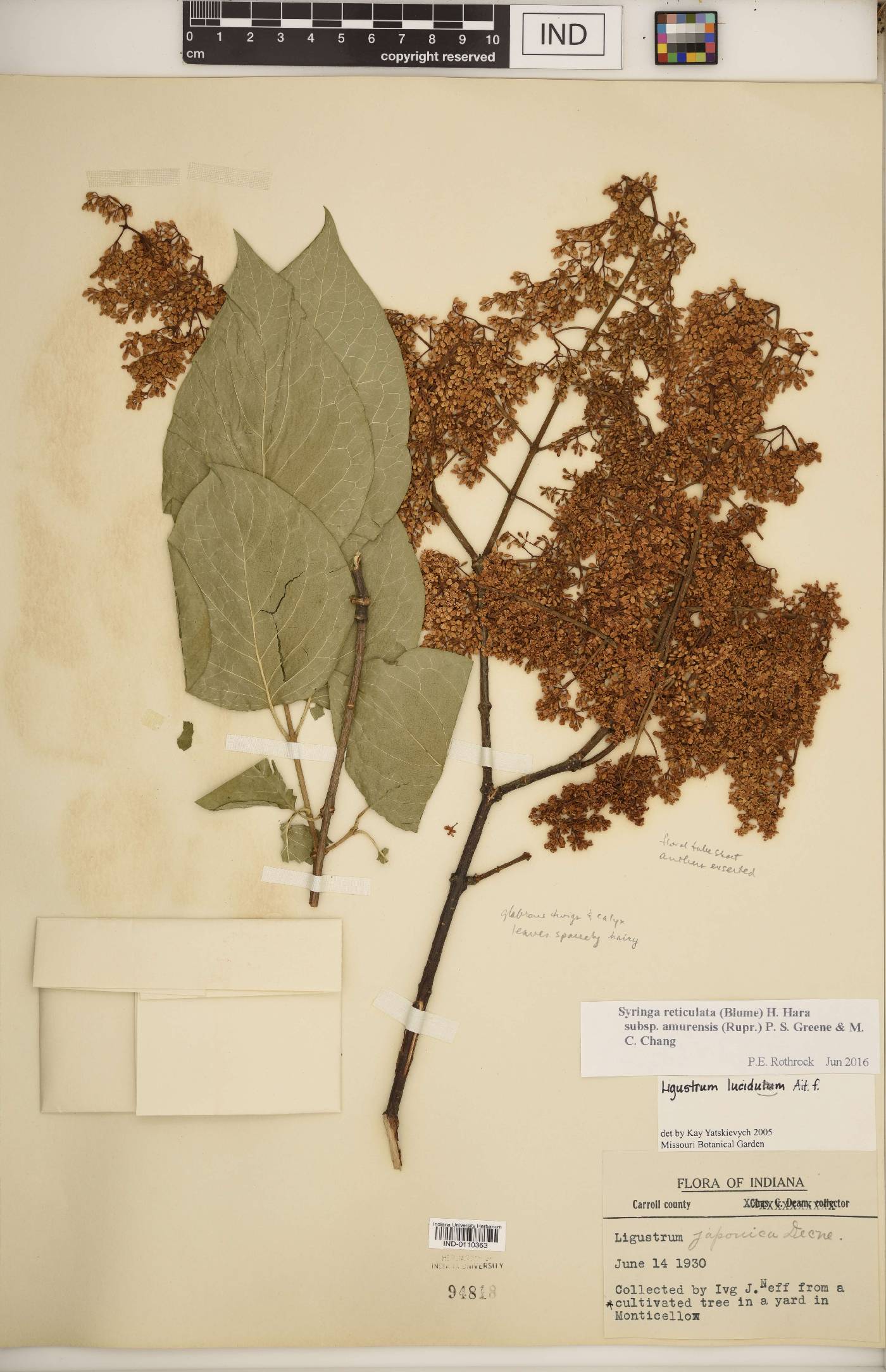 Syringa reticulata subsp. amurensis image