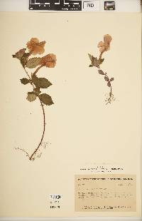 Achimenes longiflora image