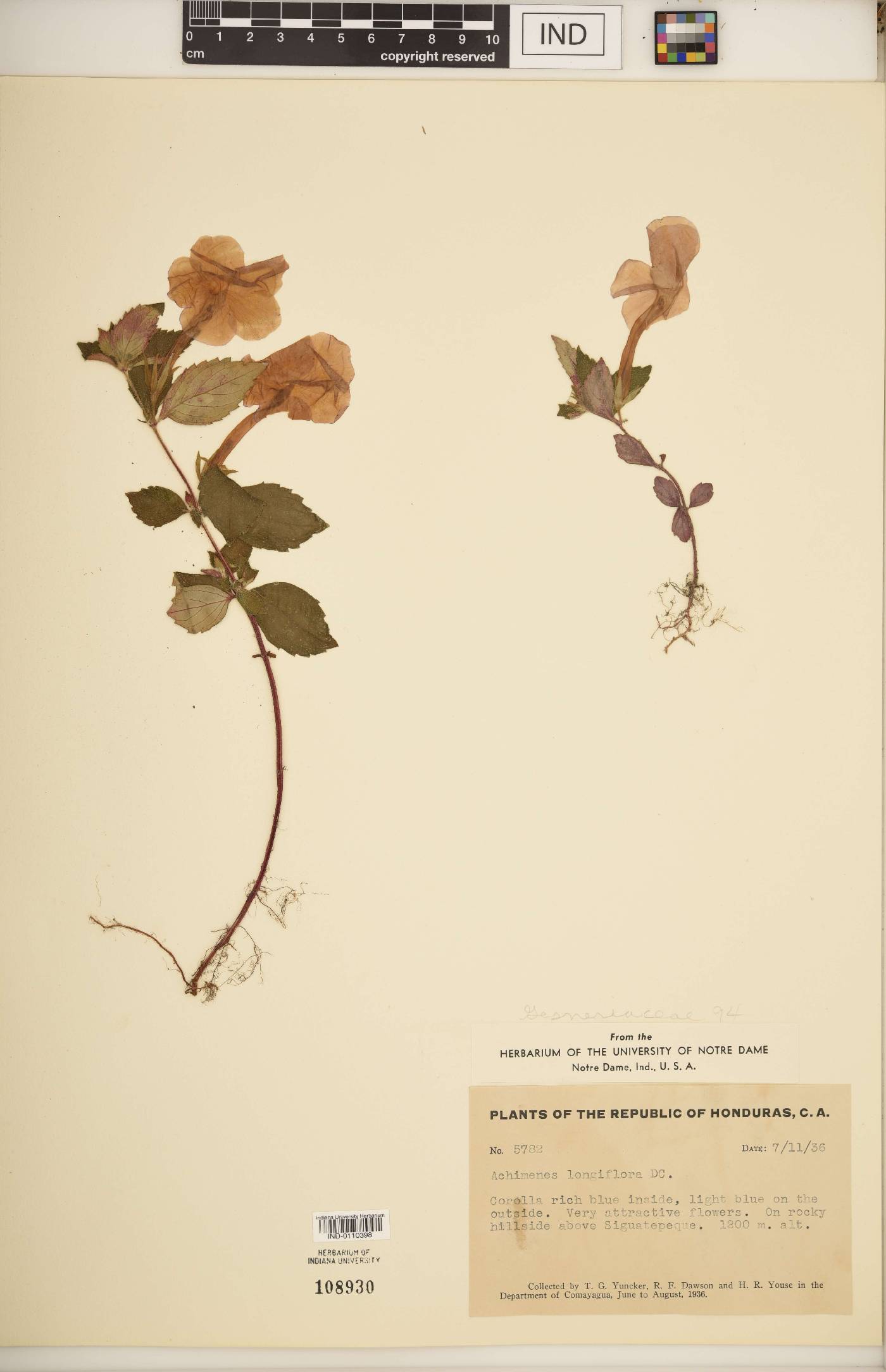Achimenes longiflora image