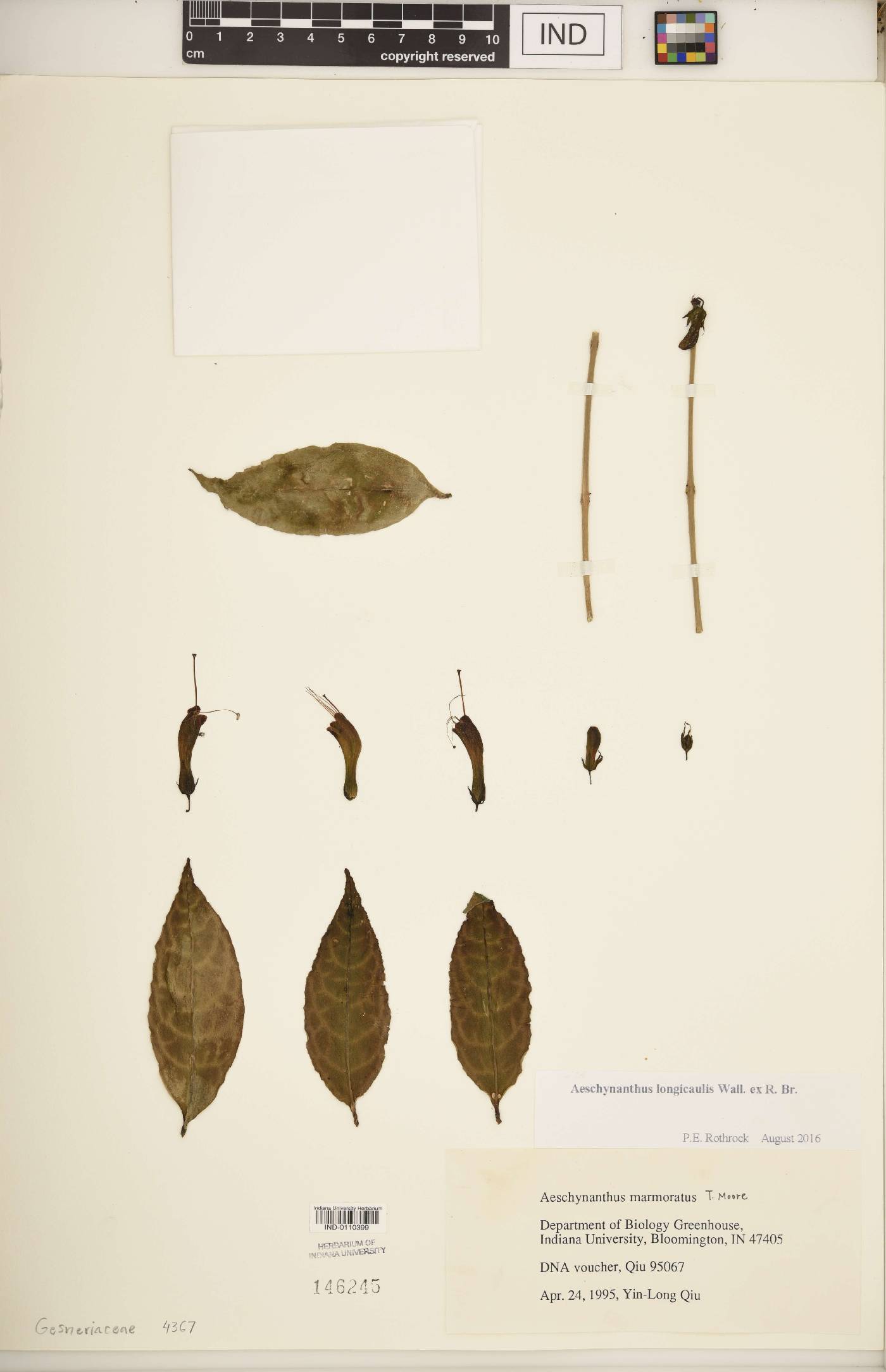 Aeschynanthus longicaulis image