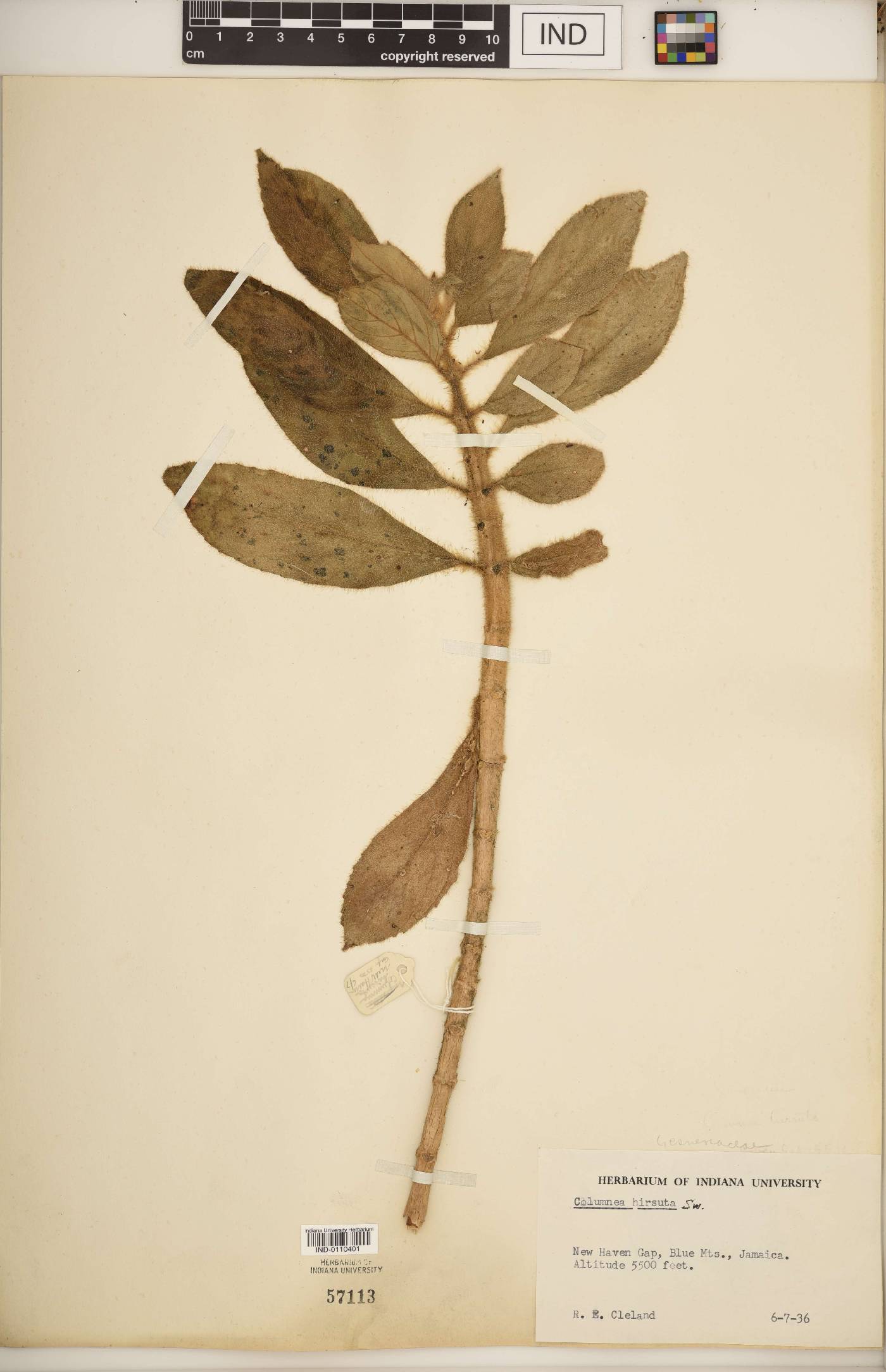 Columnea hirsuta image