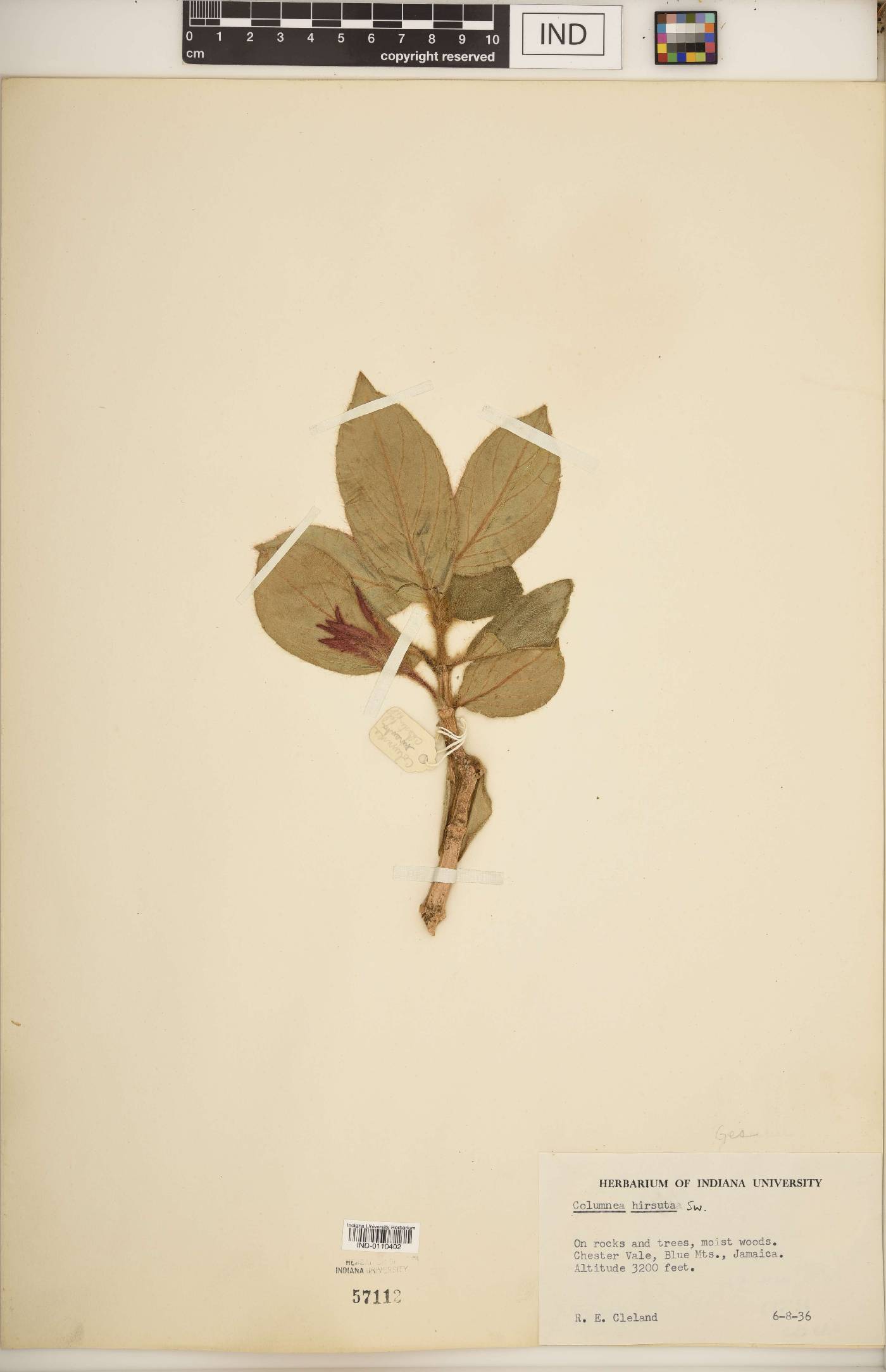 Columnea hirsuta image