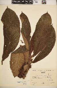 Columnea purpurata image