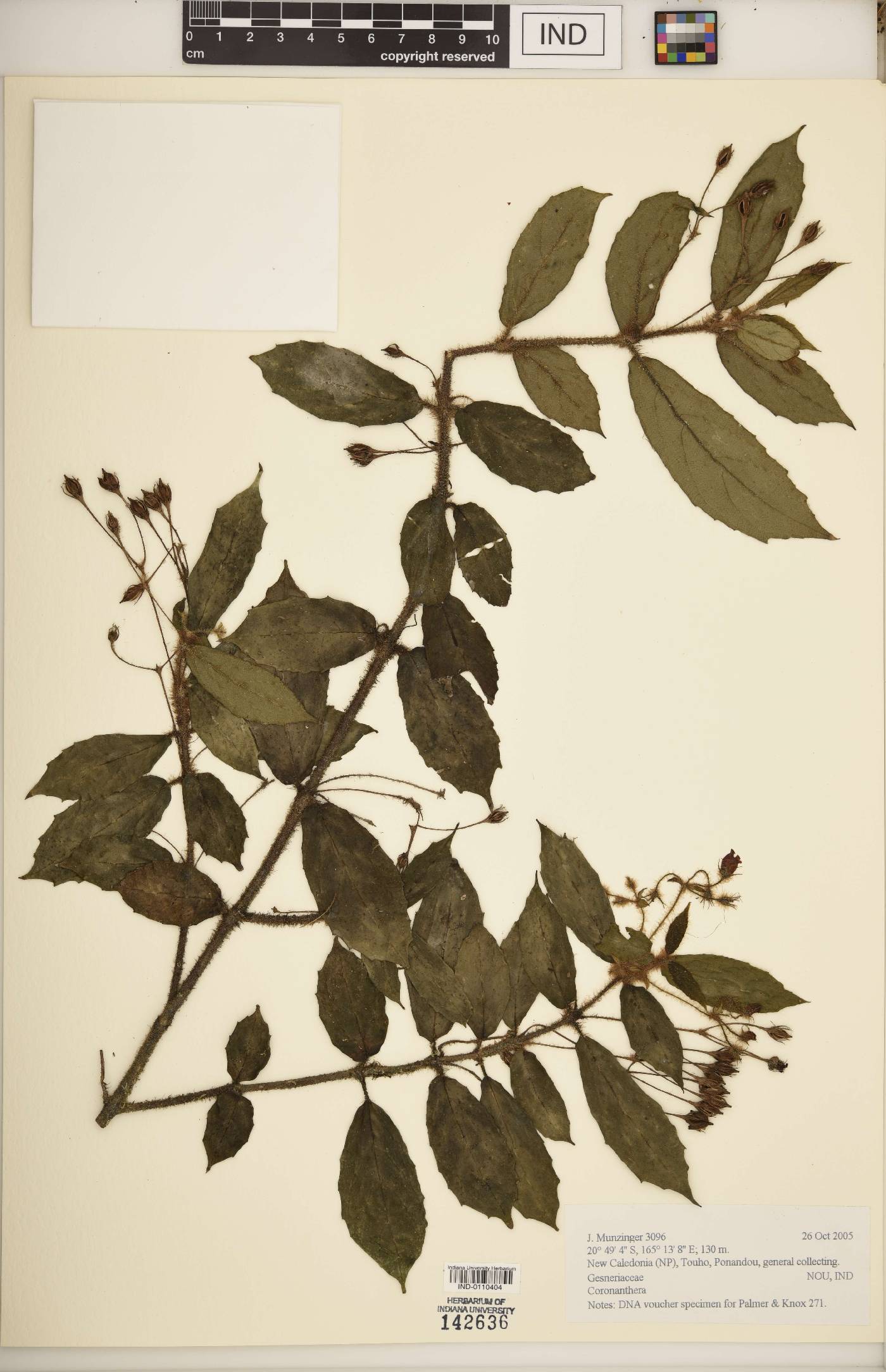 Coronanthera image