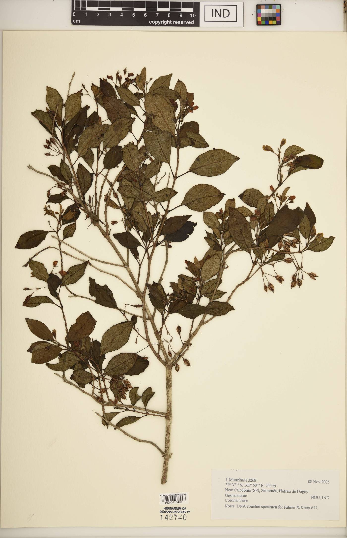 Coronanthera image