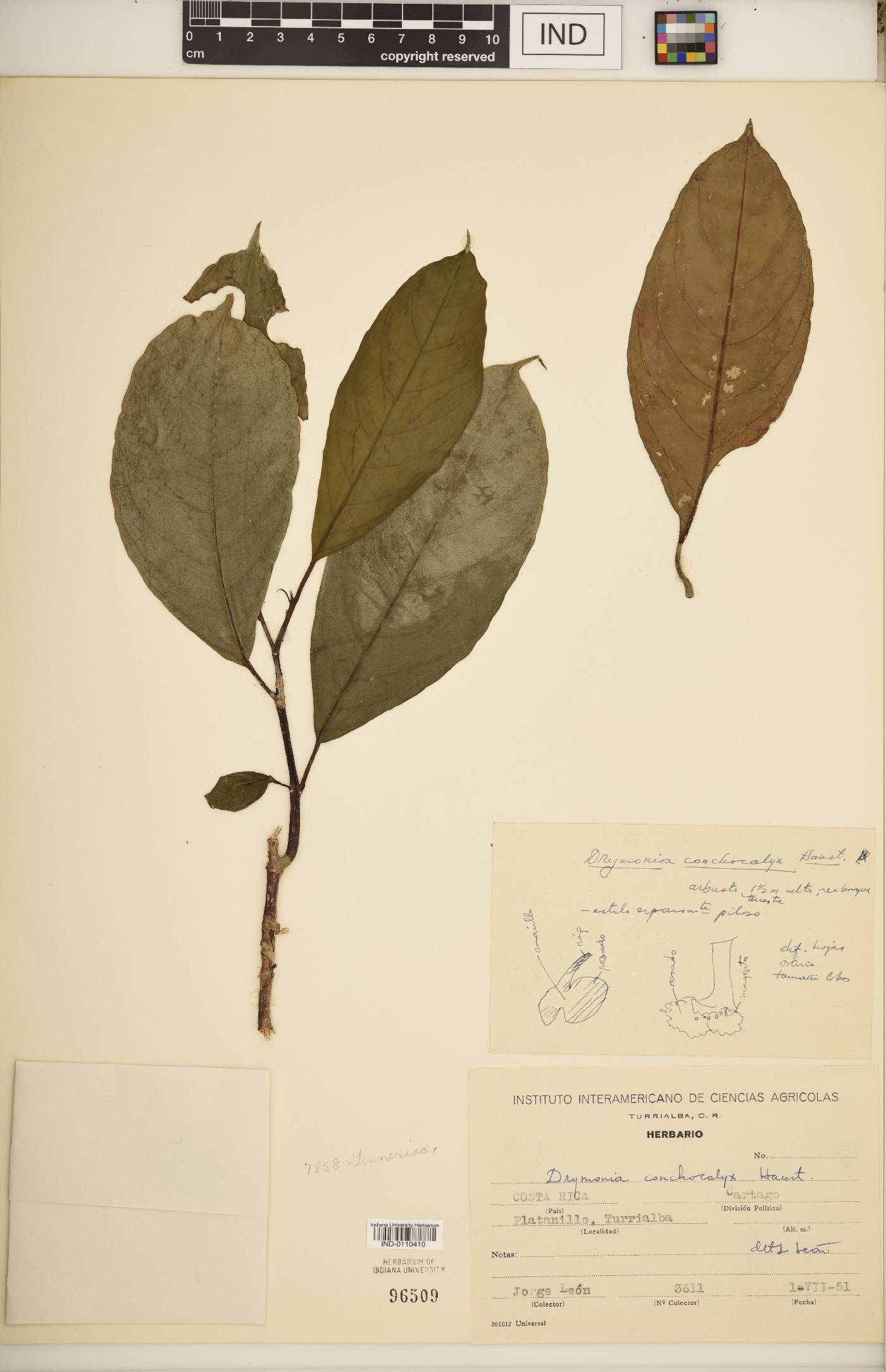 Drymonia conchocalyx image