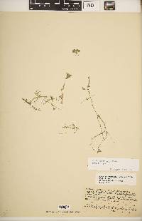 Callitriche heterophylla subsp. heterophylla image