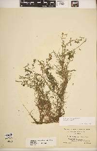 Callitriche heterophylla subsp. heterophylla image