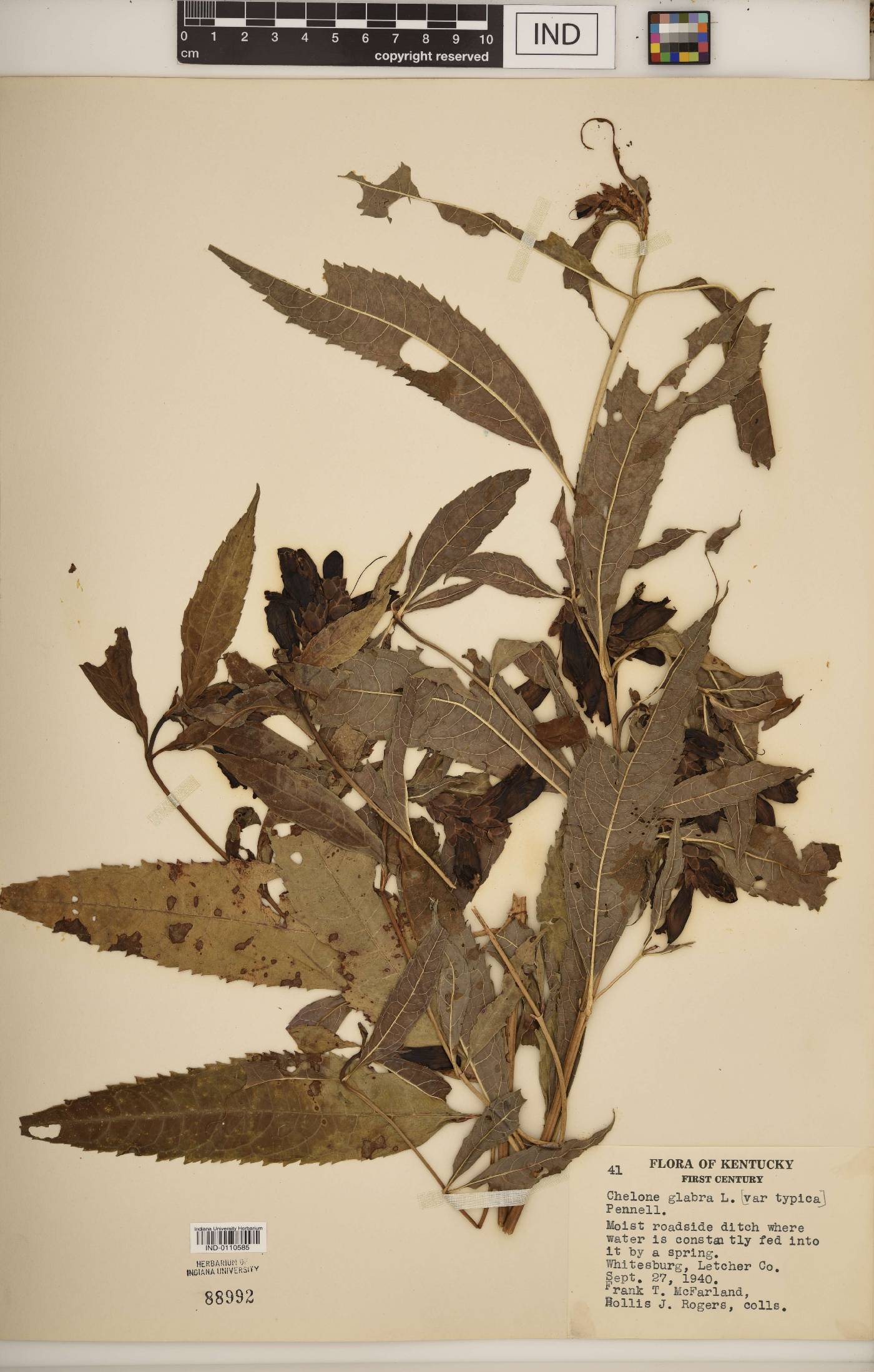 Chelone glabra var. typica image