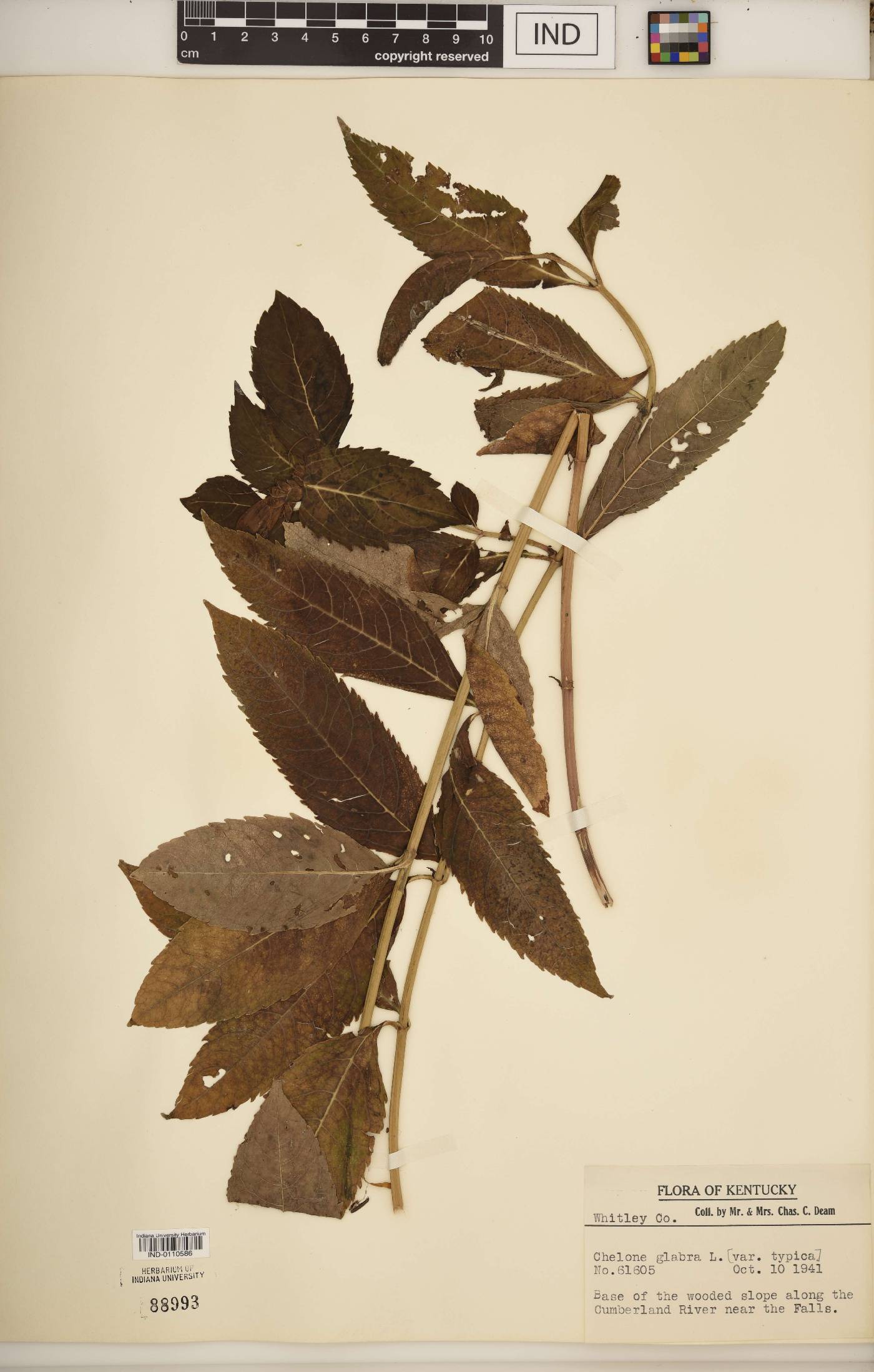 Chelone glabra var. typica image