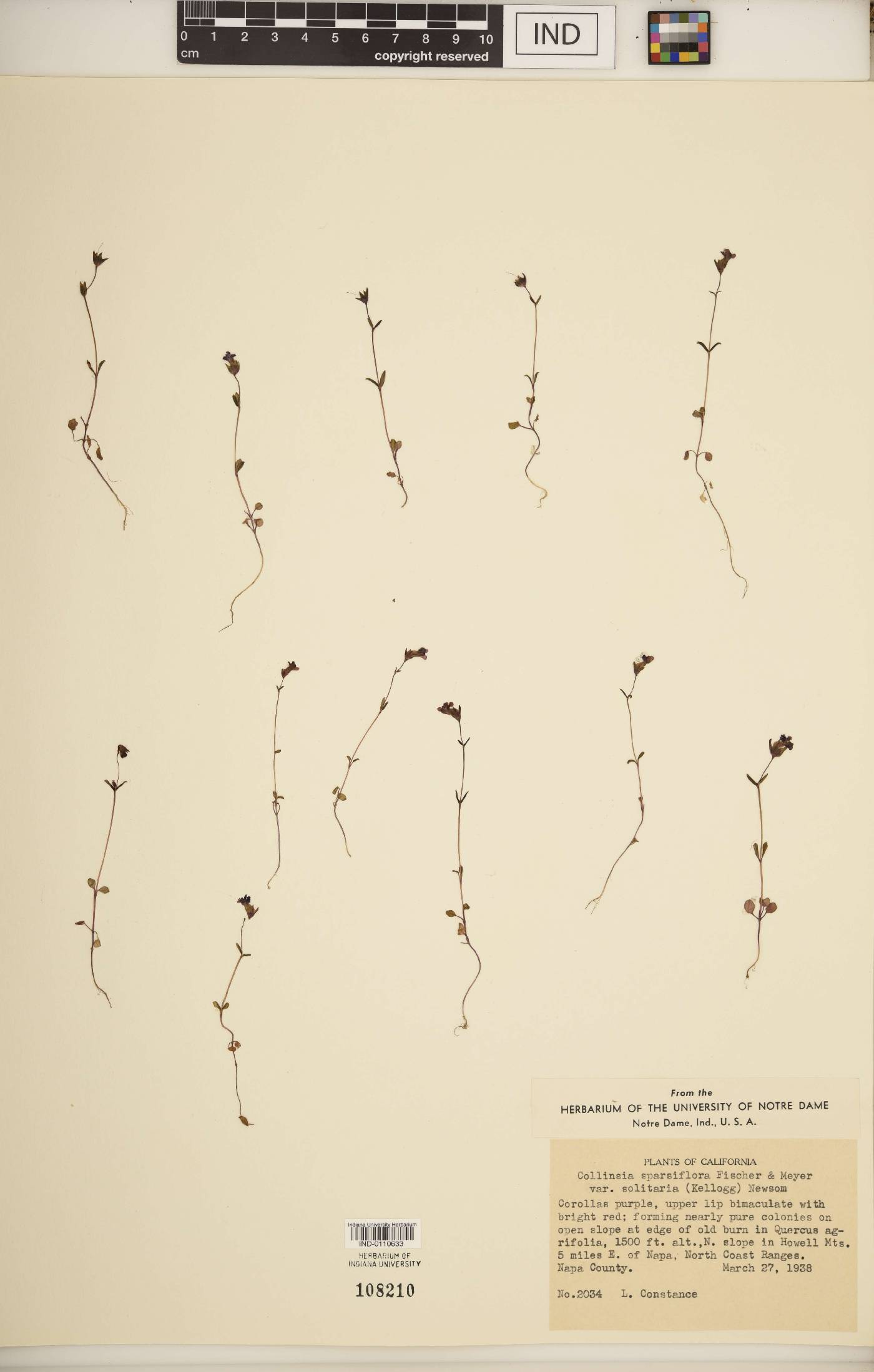 Collinsia sparsiflora var. solitaria image