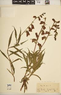 Digitalis obscura image