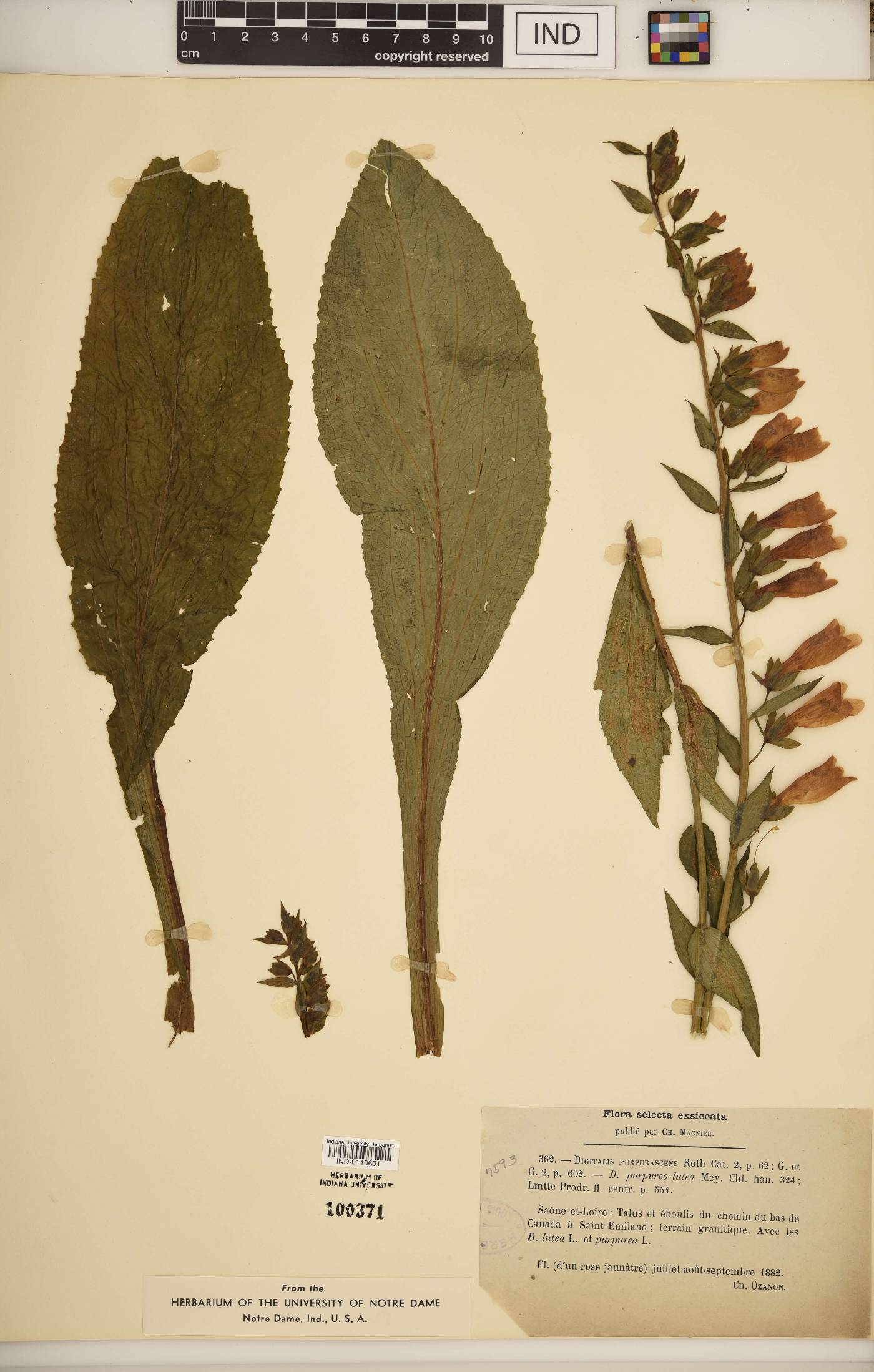 Digitalis purpurascens image