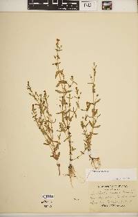 Gratiola aurea image