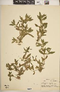 Gratiola virginiana image