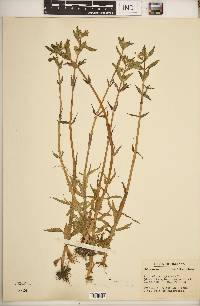 Gratiola virginiana image