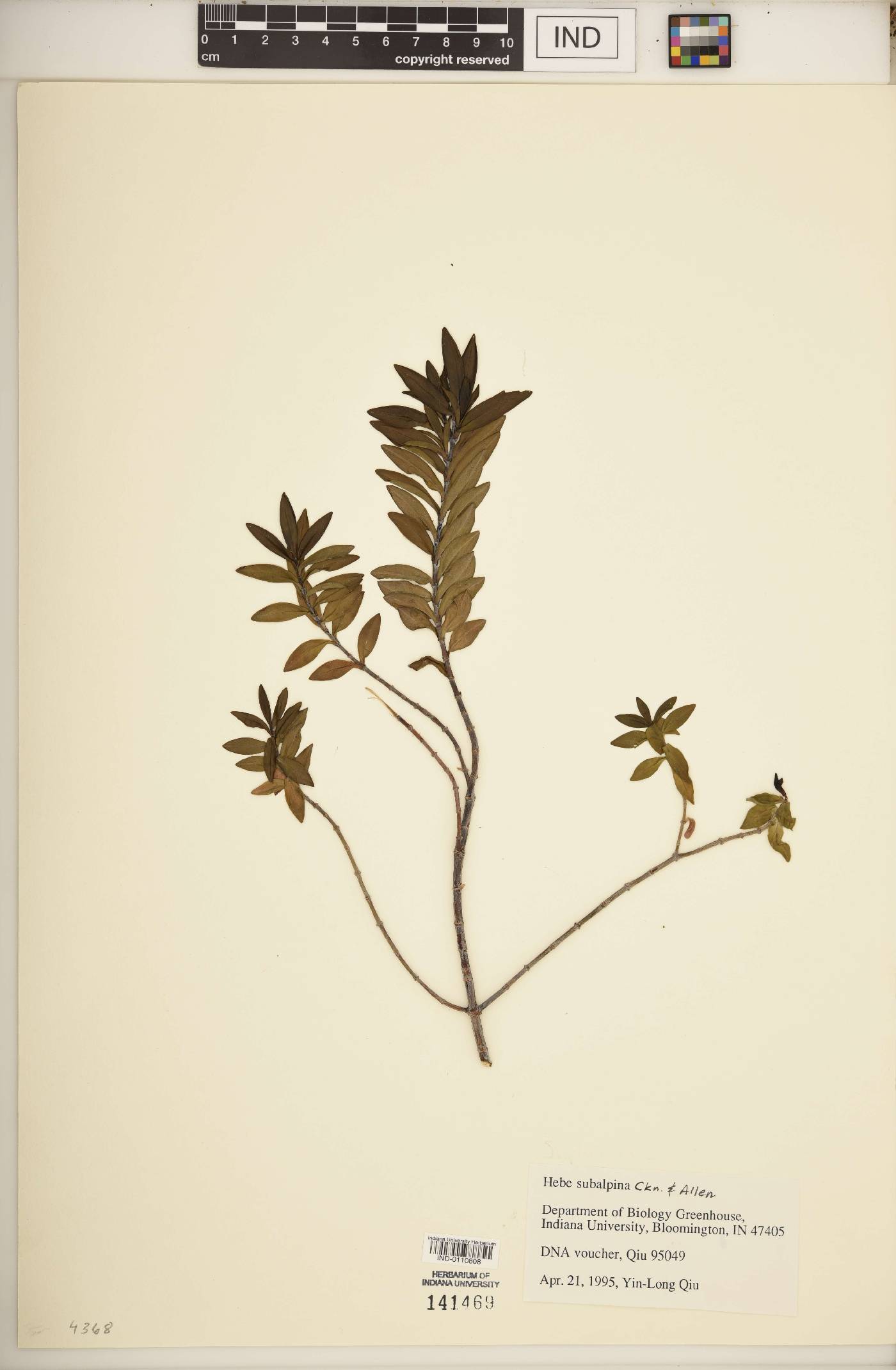 Hebe subalpina image