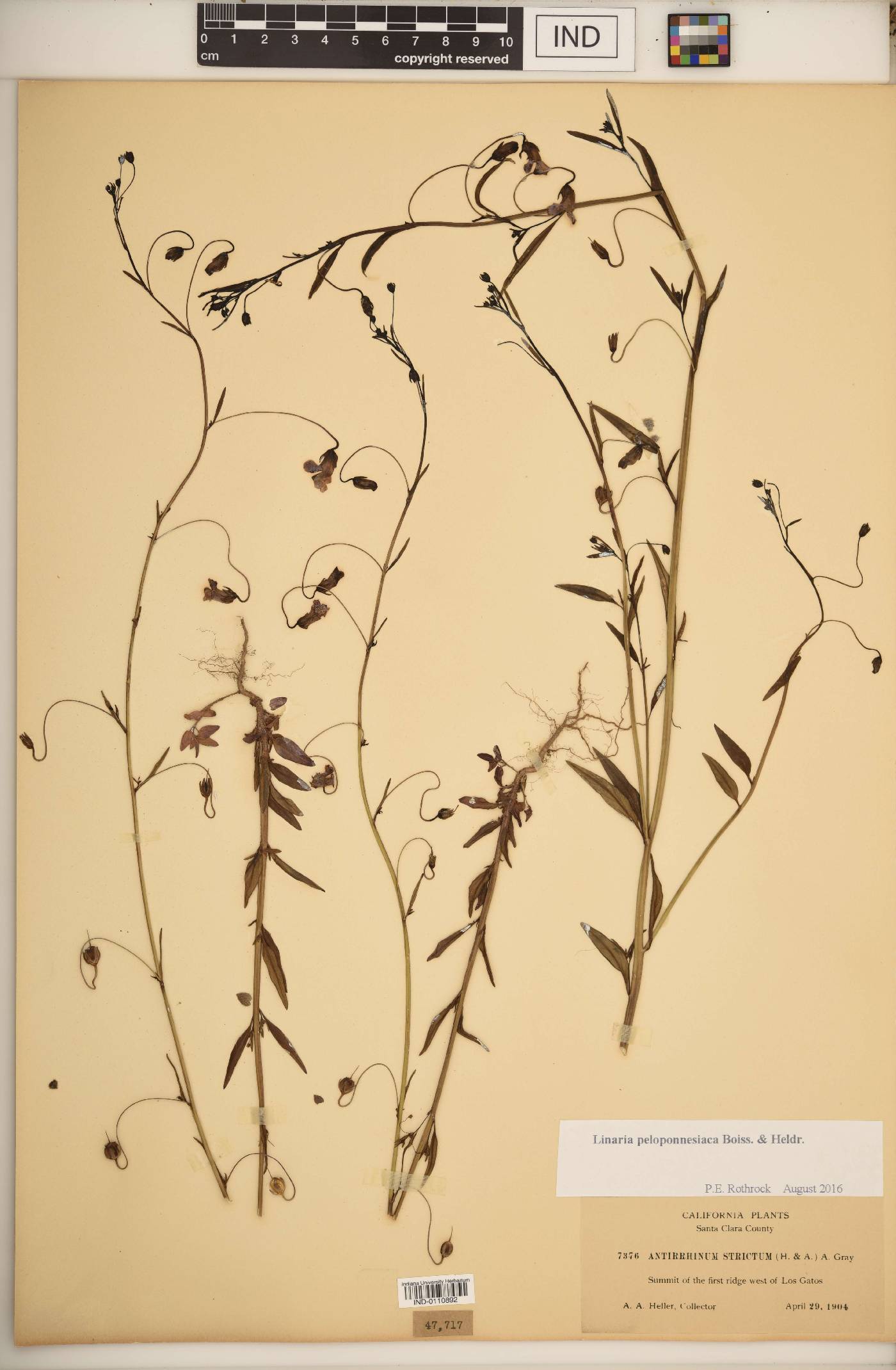 Linaria peloponnesiaca image