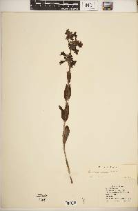 Penstemon albidus image