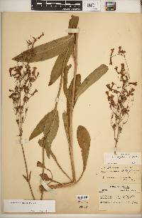 Penstemon alluviorum image