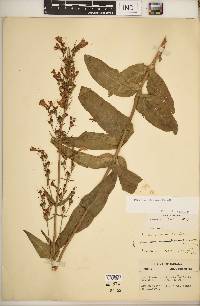 Penstemon alluviorum image