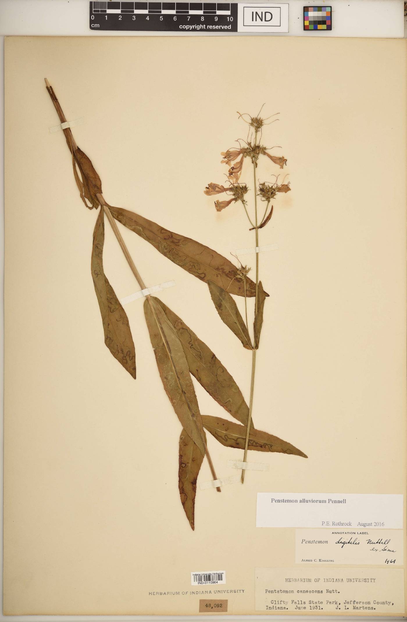 Penstemon alluviorum image