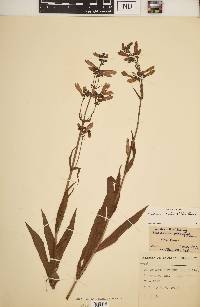 Penstemon hirsutus image