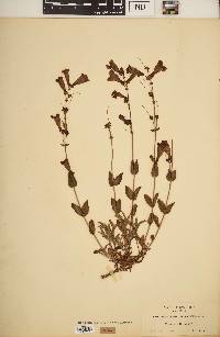 Penstemon jaffrayanus image