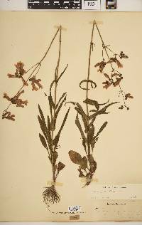 Penstemon laxiflorus image