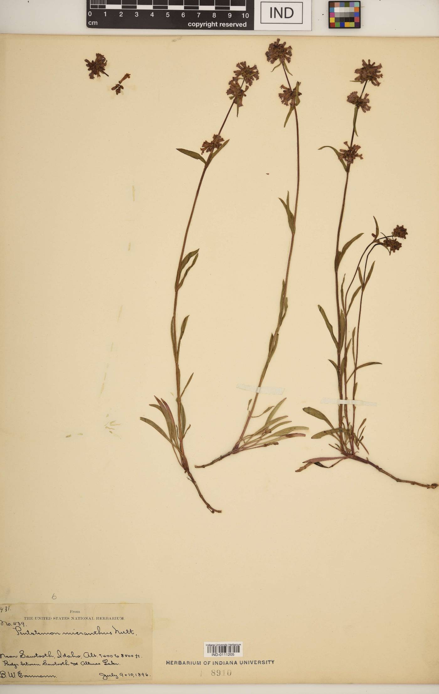 Penstemon micranthus image