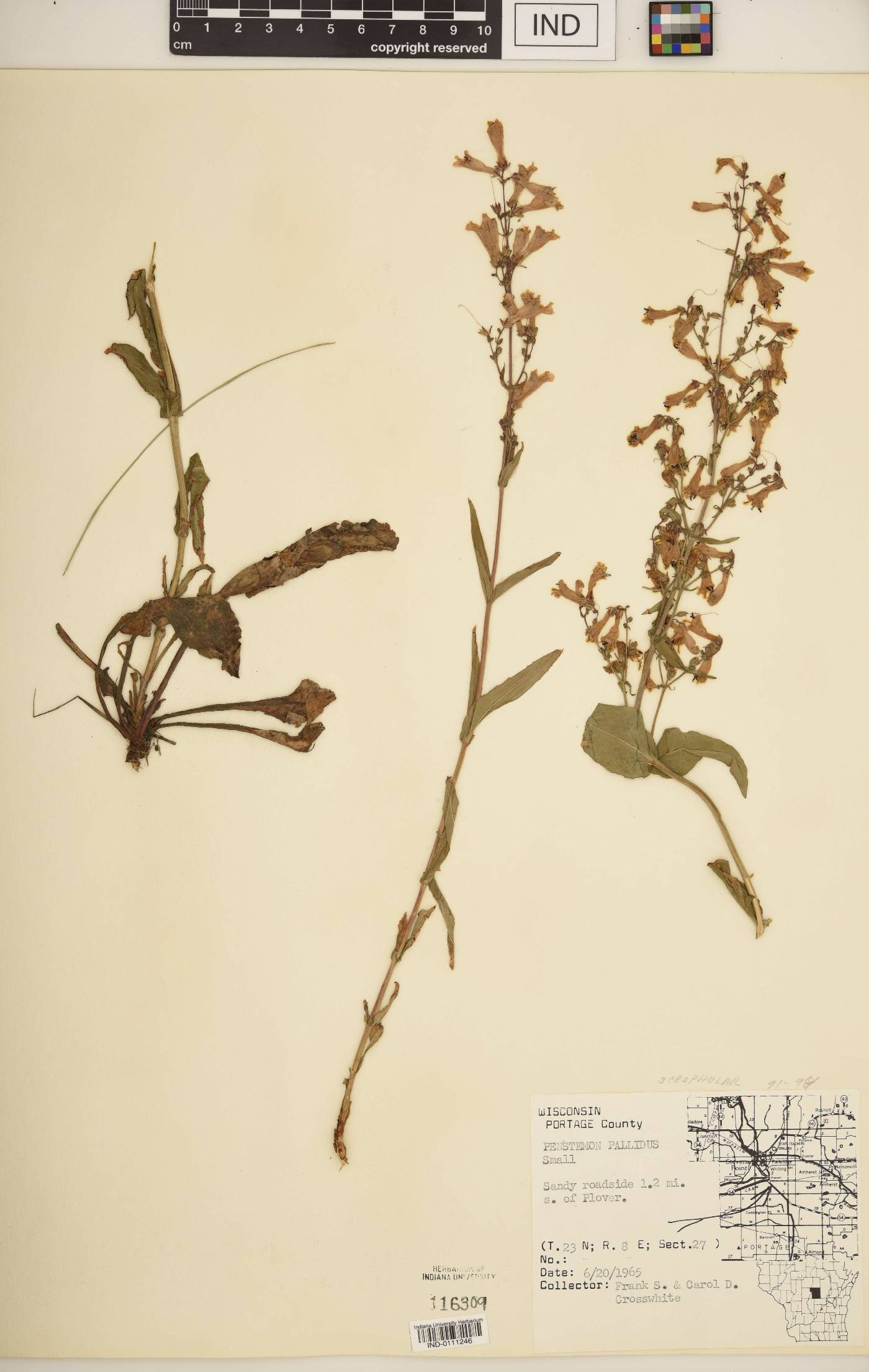 Penstemon pallidus image