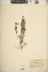 Penstemon retrorsus image