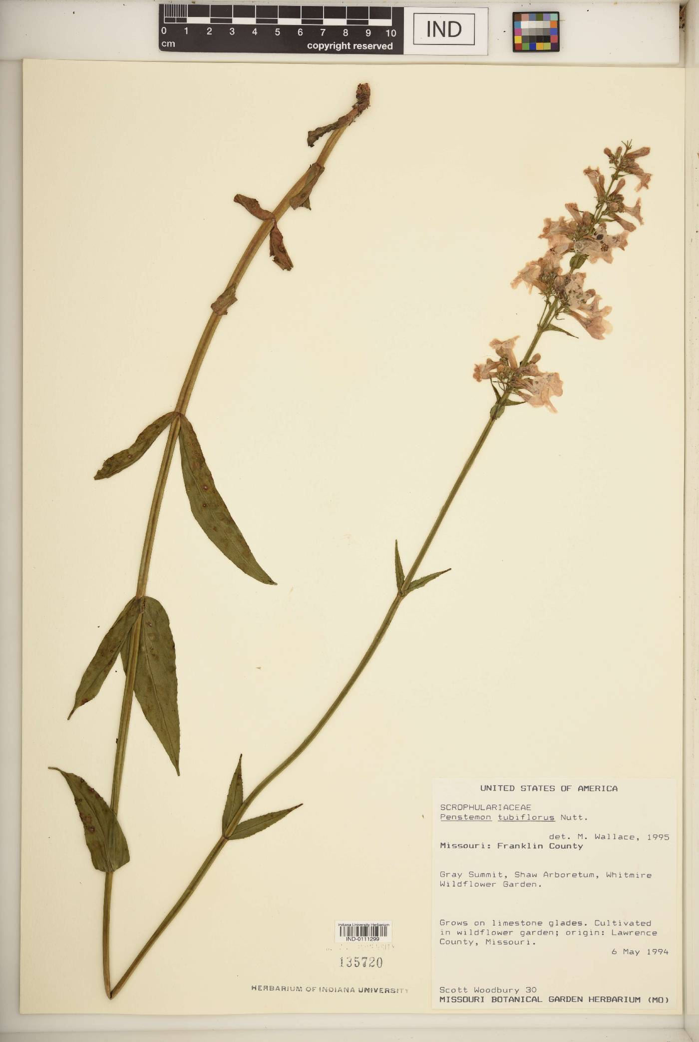 Penstemon tubiflorus image