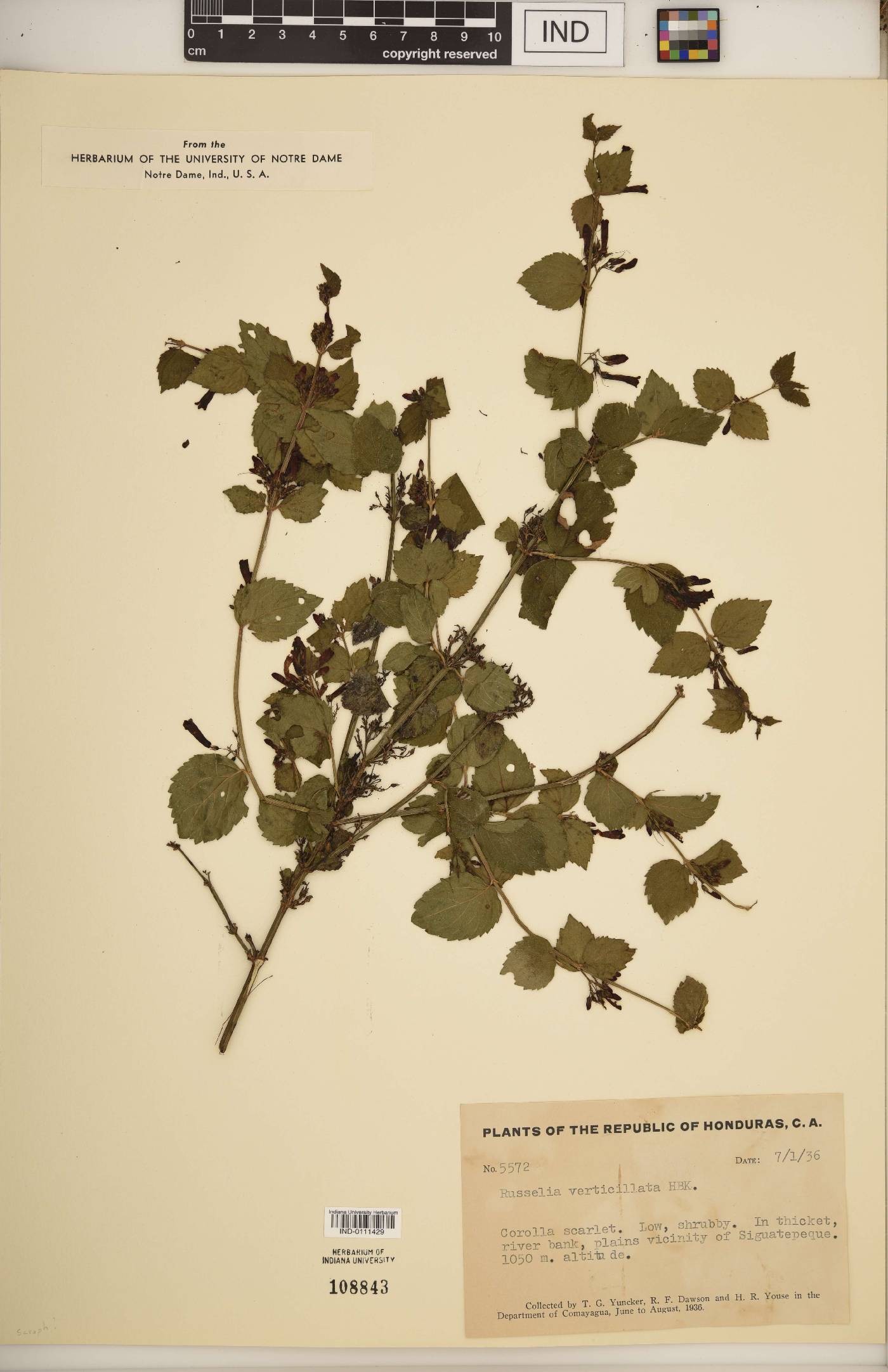 Russelia verticillata image