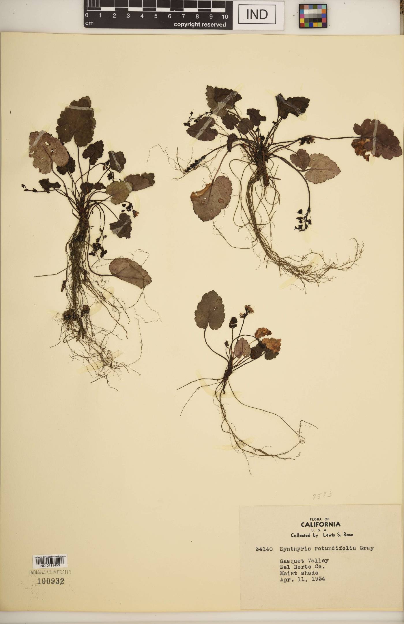 Wulfenia rotundifolia image