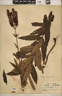 Veronicastrum virginicum image