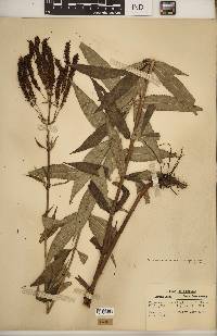 Veronicastrum virginicum image