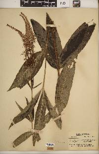 Veronicastrum virginicum image