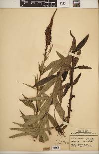 Veronicastrum virginicum image